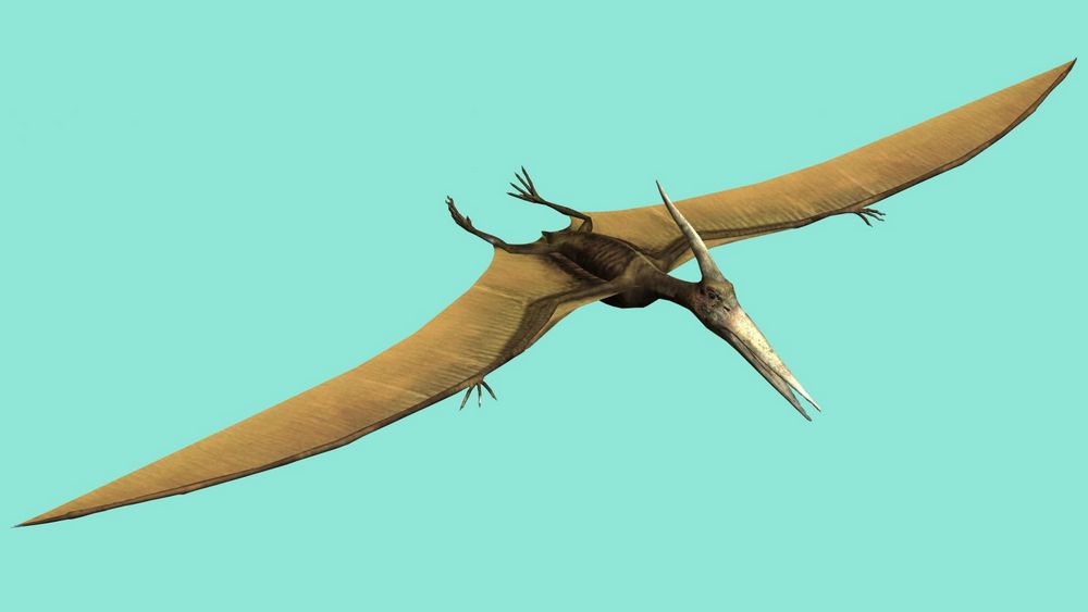 un Pteranodon en vol